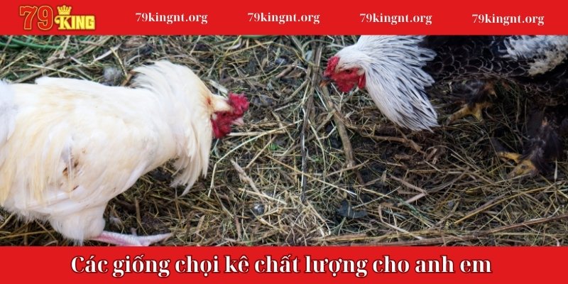 Các giống chọi kê chất lượng cho anh em 