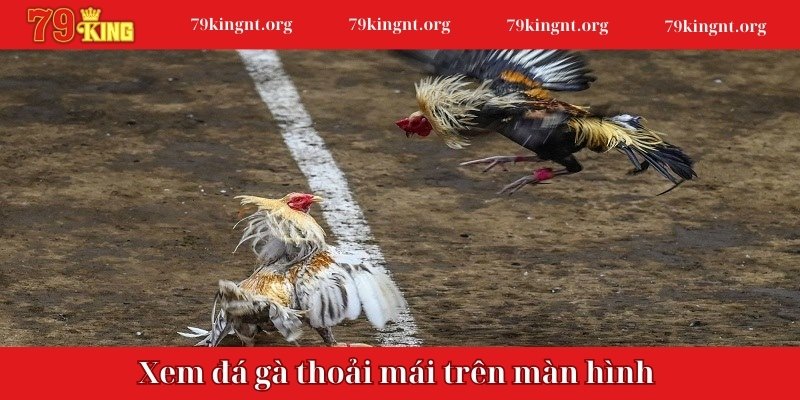 Xem đá gà thoải mái trên màn hình 