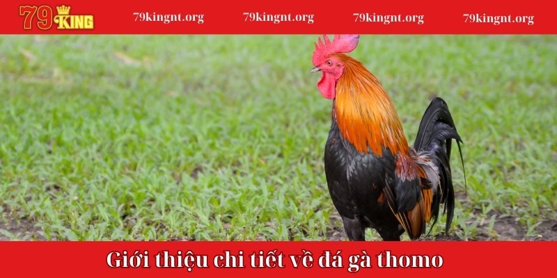 Giới thiệu chi tiết về đá gà thomo uy tín tại 79KING