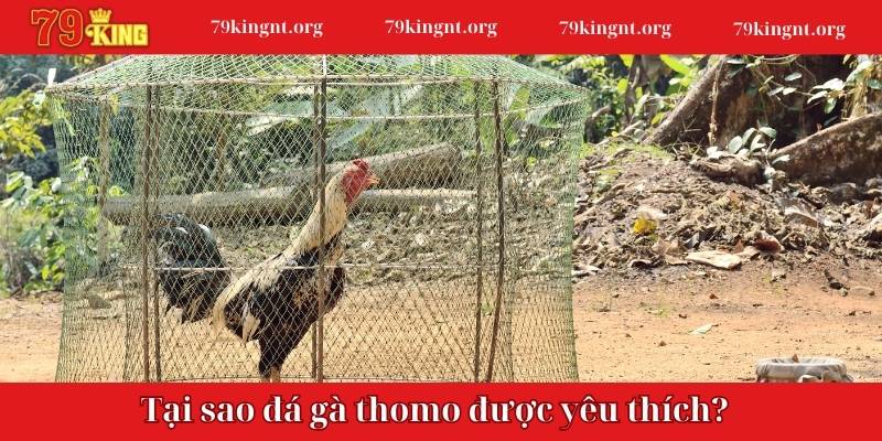 Tại sao bộ môn đá gà được tổ chức tại thomo lại được yêu thích?